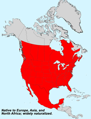 North America species range map for Prickly Lettuce Lactuca serriola:  Click image for full size map.